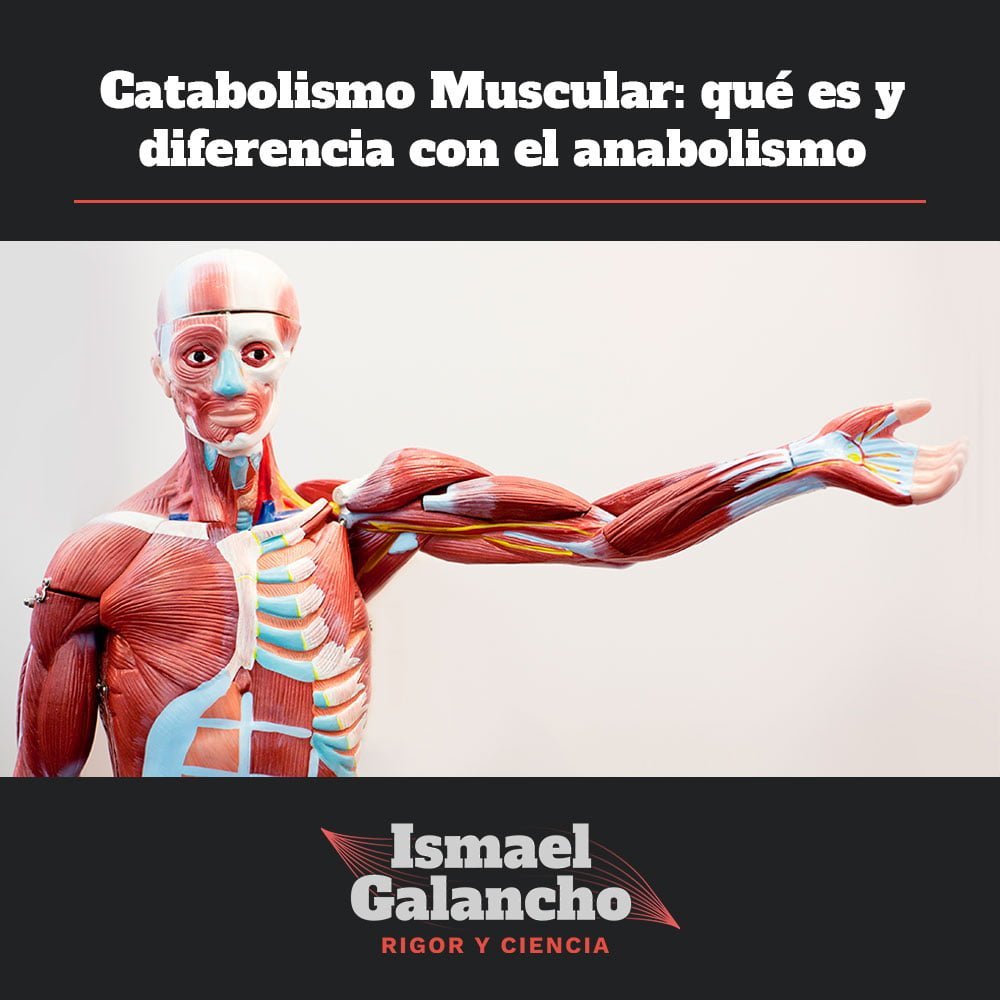 Descubre qué es el catabolismo muscular y cómo combatirlo